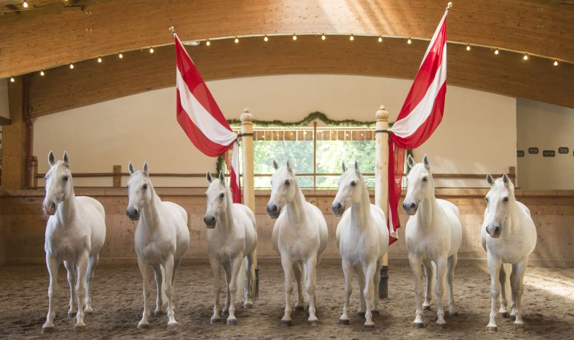 Österreichs erstes privates Lipizzanergestüt